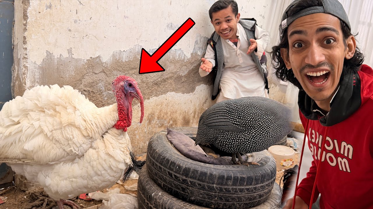 Catch The Pet In 10 Minutes Challenge 🦆| Humara Turky Bird Boht Funny Nikla 😂|