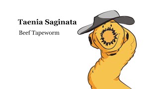 Beef Tapeworm | Taenia Saginata