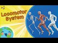 Understanding the Locomotor System