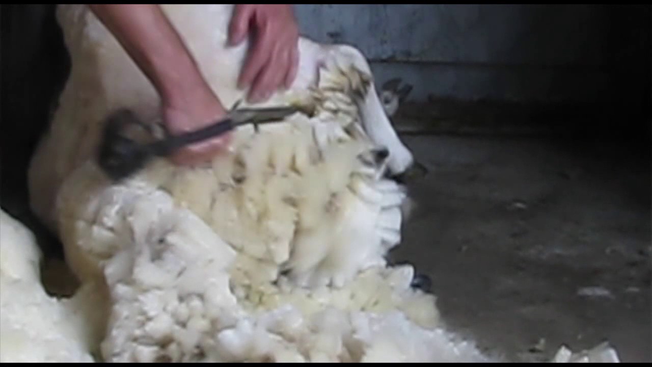 How to blade hand shear a sheep part 5 YouTube
