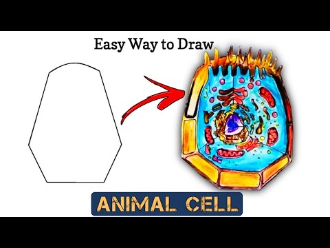 How to draw Animal Cell easily | Easy way to Draw animal cell Diagram.