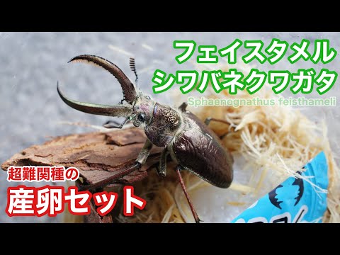 3匹セット！　フェイスタメル(ギガンテウス)シワバネクワガタ 3匹セット！フェイスタメル(ギガンテウス)シワバネクワガタ