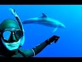 Dolphins Wild Freediving with Dolphins in open sea !!!