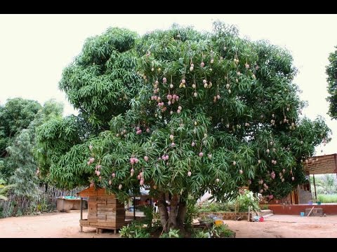 planter un manguier en france