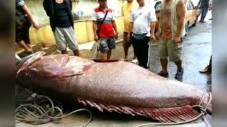 7 STRIKE IKAN TERBESAR Di Dunia Paling Dicari Pemancing