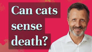 Can cats sense death?