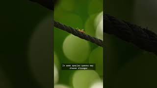 When It Comes To Choosing A Mate, An Ant Queen Doesnt Have Much Of A Choice At All.