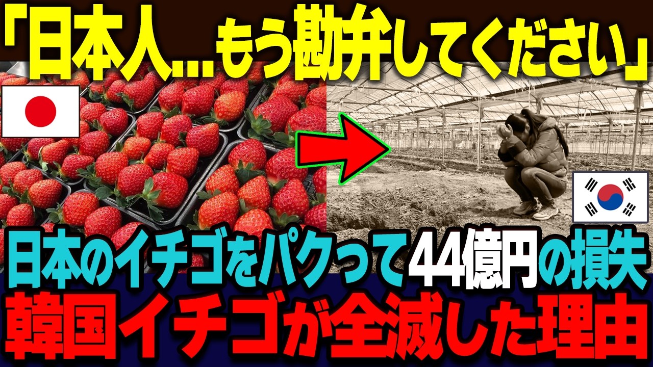 【海外の反応】「もう限界だ…勘弁してください」韓国農家が軒並み廃業へ…。日本の高級イチゴをパクって無断増殖させた末路とは