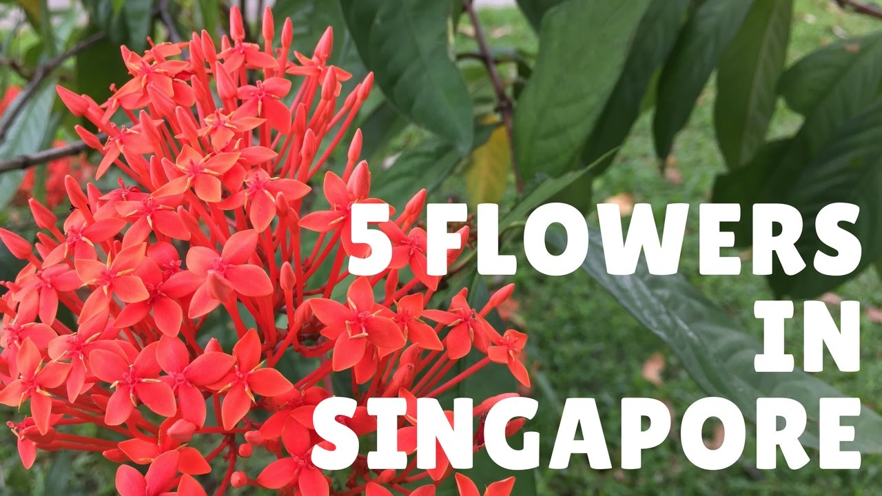5 flowers found in Singapore - YouTube