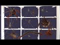 I caught Jumping SPIDERS, 🕷️🕷️ Huntsman spider, Centipedes in my garden.