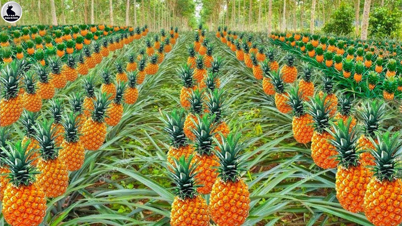 la granja piñas más grande del mundo - Fábrica de procesamiento de piña ...