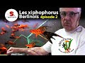 La passion des xiphophorus berlinois 2  poisson daquarium 