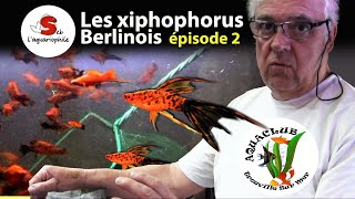 La passion des xiphophorus berlinois 2  Poisson d'aquarium ✔