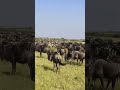 The Great Wildebeest Migration 2025 Masai Mara Join For The Best Safari Experience Safari The Great Wildebeest Migration 2025 Masai Mara Join For The Best Safari Experience Safari