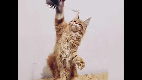 Watch the video about Lucia Yanika Star / Polydactyl girl maine coon