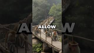 The Monkey Bridge of Roosendaal 1870s - Weird History