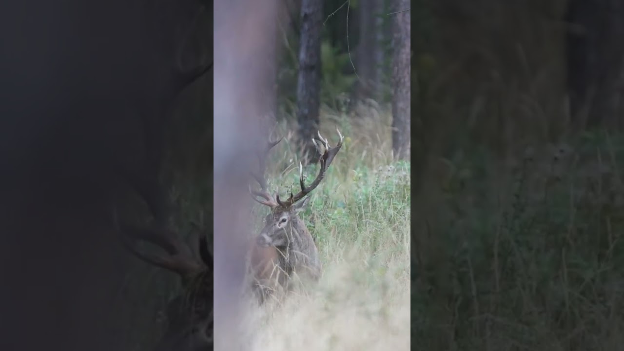 Jelenia ruja 2023,, Rykowisko 