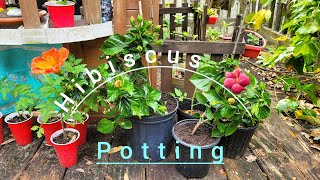 Plant Care Guide: How to Separate and Repot Hibiscus Plants for Healthy Growth by Backyard Bloom Family 53 views 1 month ago 16 minutes