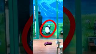 Bu Pandanın Yaptığına İnanamayacaksınız