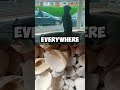 q #shortsviral #dog #shorts