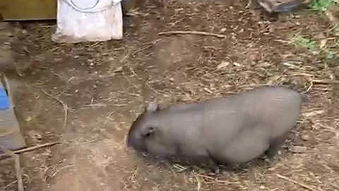 #243 (2018-07-02) вьетнамские свиньи. Миф №1. Туалет в одном месте
