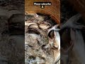 #1m#subscribe #please #bhai #fish#bakra #food #viralvideo #viral #reels #youtubeshorts #india#video