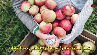بلدة التفاح والمطر..بداما بريف إدلب الغربي..التاريخ والمعالم الأثرية..شاهد