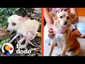 Watch Her Transform Into A Fluffy Puppy | The Dodo