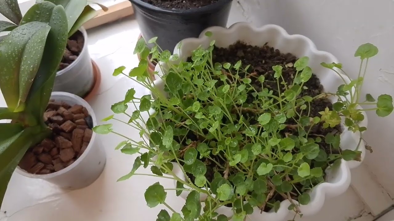 Обзор цветочков🌹