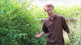 Not in Your Grocery Store #1: Good King Henry (Preserving Food
