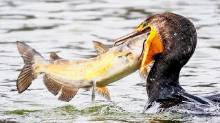 TOP 7 Aksi Tak Masuk Akal Burung Predator Menelan Ikan Raksasa