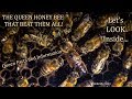 Queen Honey Bee Laying Eggs Being Fed and Groomed Narrated Facts and Information