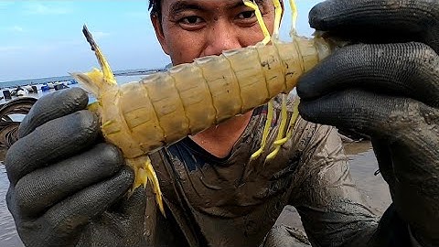 Hai Ngày Một Đêm Tự Do Tự Lo Cá Ngát Và Tôm Tích Bị Mắt Cạn /Đat Nguyen Can Gio