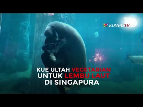 Kue Ultah Vegetarian untuk Lembu Laut di Singapura YouTube