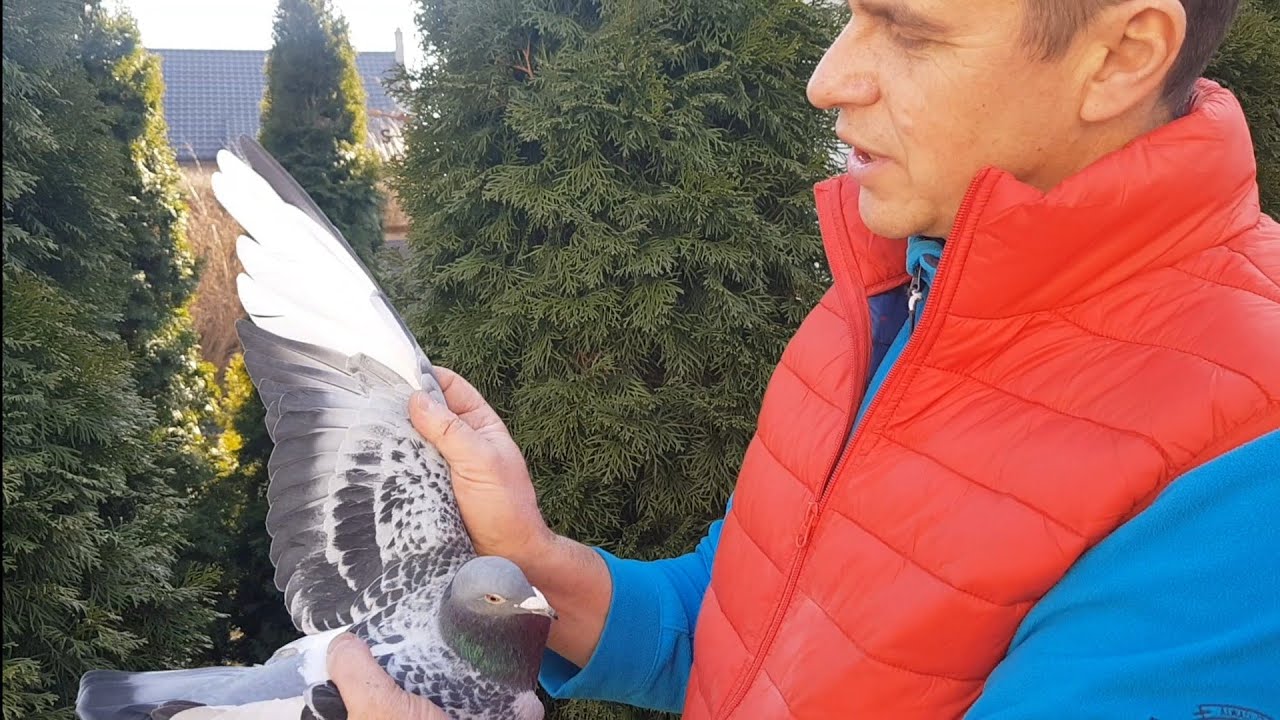 Nasze gołębie linia Dakara Handerek ,Turbo Kim ,Pitbull ,Baranowscy,Trzaska a resztę zobaczcie sami