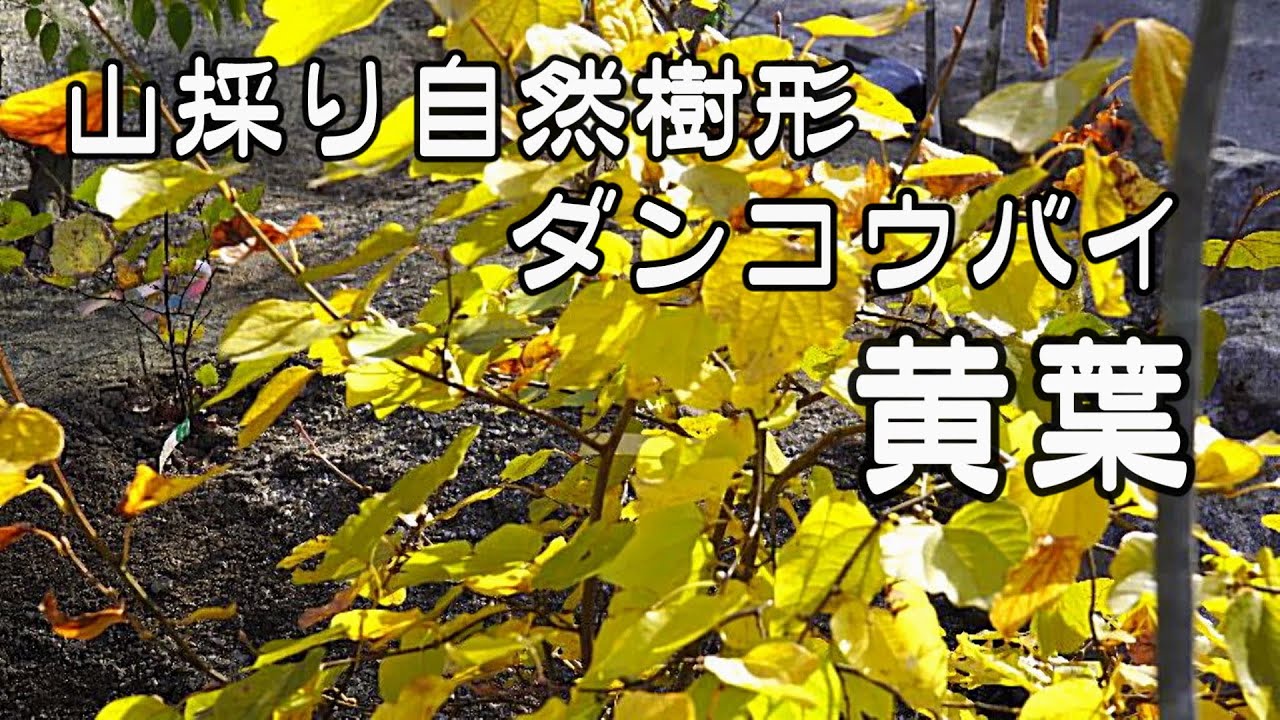 山採り　ダンコウバイ 春一番に咲く山採りダンコウバイの花 2023 - YouTube