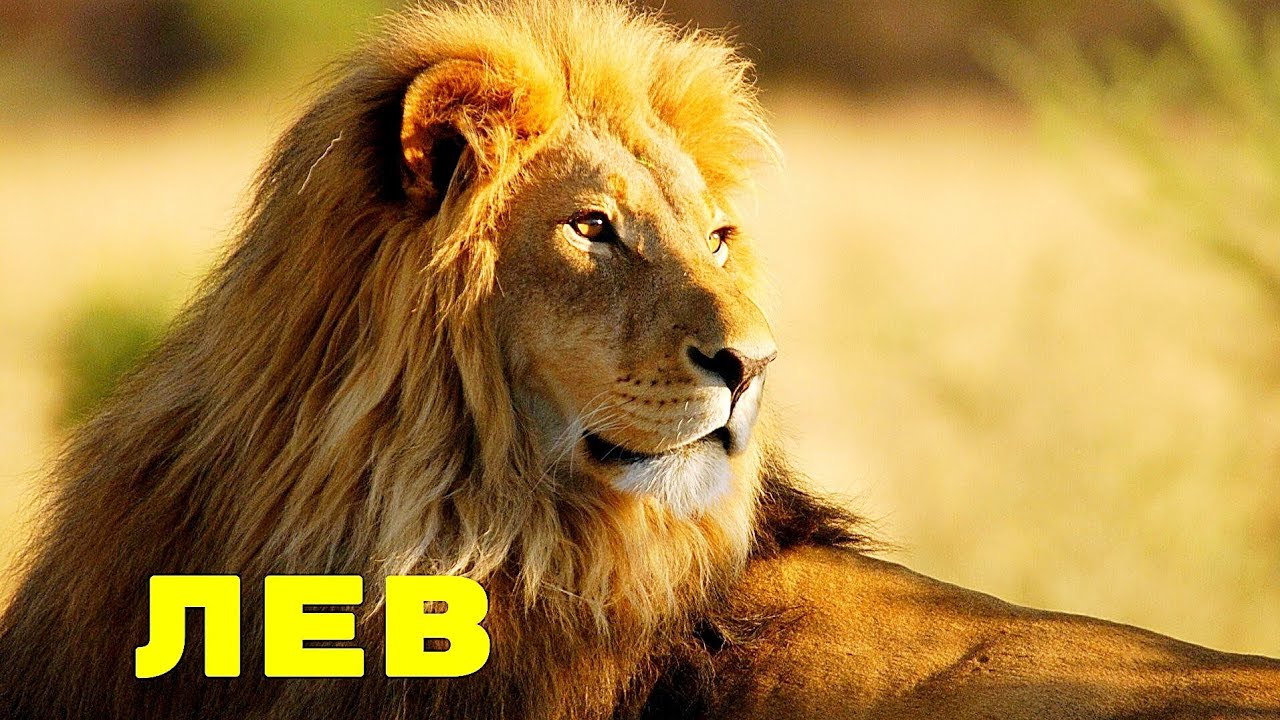 Лев кличка. Лев – настоящий царь.. Почему Льва называют царем зверей. Выборы царя зверей. Лев удивлённый упс.