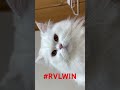時は来た。勝つべき時が。 #RVLWIN #ブロスタ