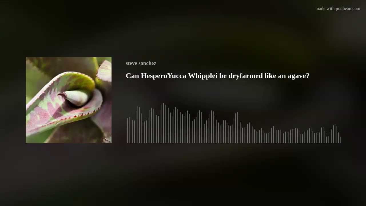 Can HesperoYucca Whipplei be dryfarmed like an agave?