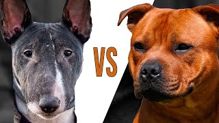 BULL TERRIER vs STAFFORDSHIRE BULL TERRIER ( Staffbull ) Comparação entre raças