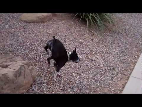 funny-dog-video-girl-dog-pees-upside-down