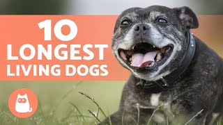 Top 10 LONGEST LIVING Dog Breeds 🐶