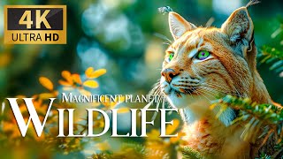 Magnificent Planet Wildlife 4K 🐾 Beautiful Movie With Smooth Relax Piano Music & Animals Film