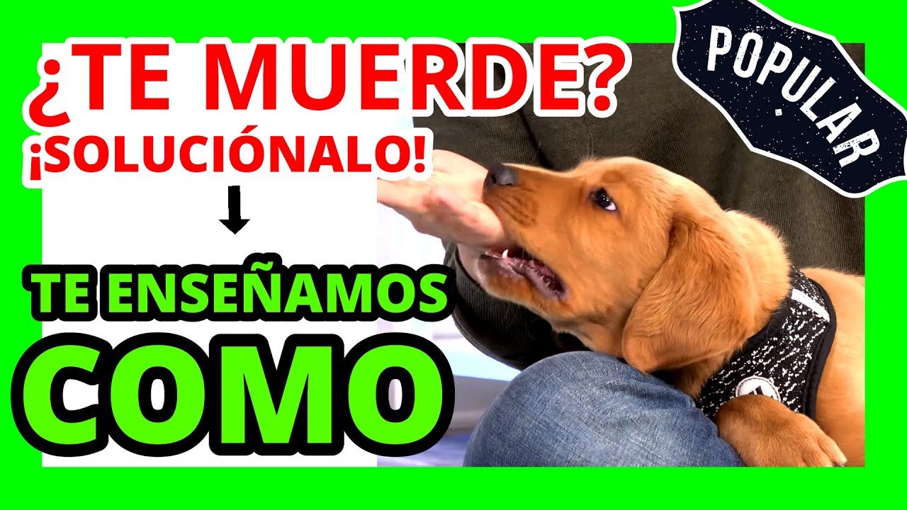 ▷ Como Enseñar a un Cachorro a NO morder★Guía Completa y Eficaz★