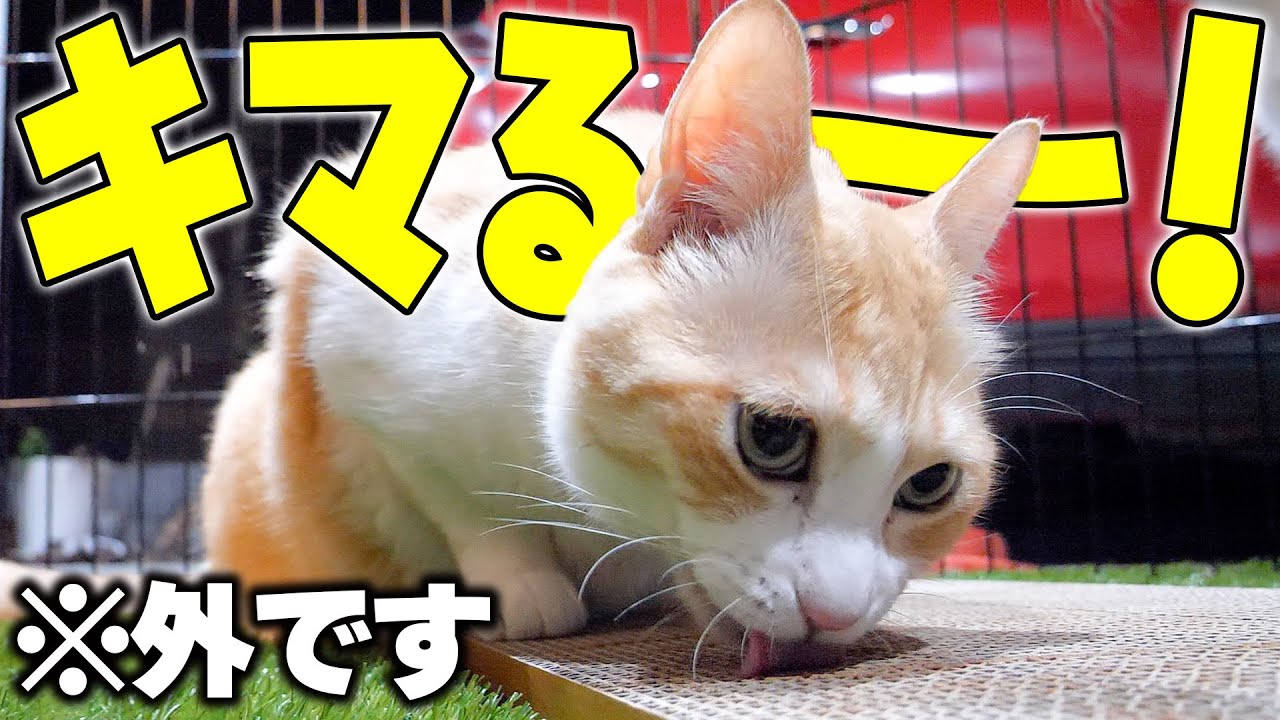 【まま猫(ΦωΦ）】注意→プロスペクターのみ１台です‼️ ふーてんの猫🐆 on X: 