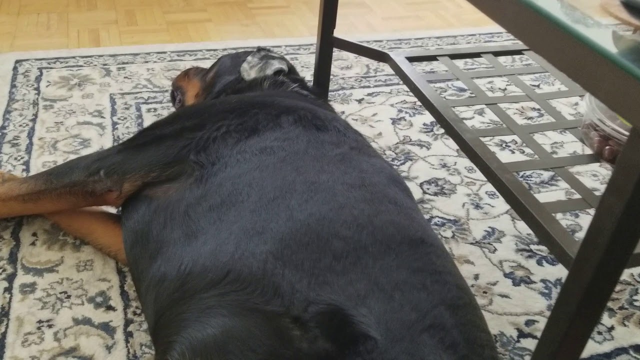 Rottweiler Dog Snoring Loudly YouTube