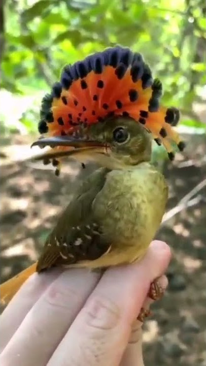 burung yang cantik bermahkota seperti reok,