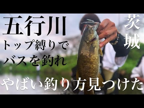 Bass Fishing] Catch bass with a top-rig! [Smallmouth Bass