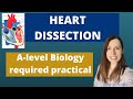 A-level Biology DISSECTION required practical.  HEART DISSECTION aim, equipment, method and results.