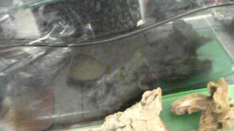 Housing Video For My Leopard Gecko